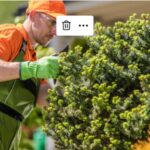 Seasonal Tree Care Benefits